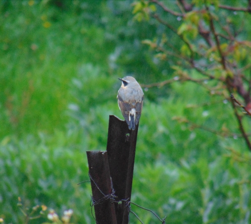 Northern Wheatear