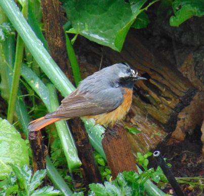 Common Redstart