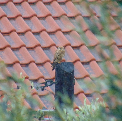 Eurasian Kestrel