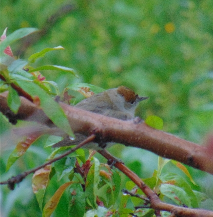 Blackcap