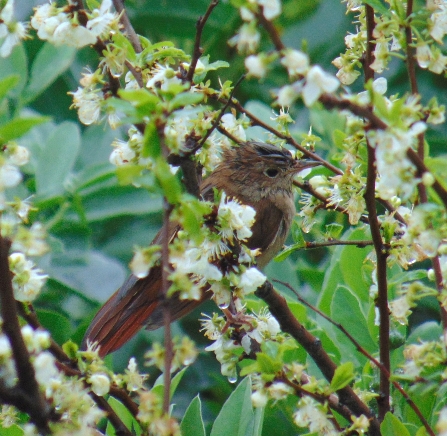 Common Nightingale