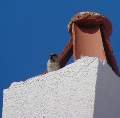 Alonissos, Votsi (house)  (Grecia)