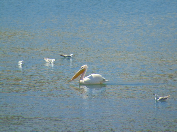 Alonissos Lake (Reservoir)  (希腊)