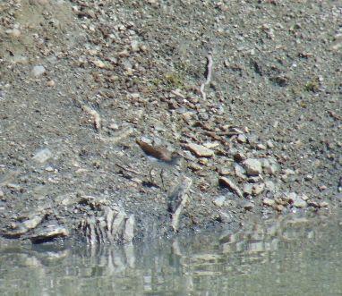 Green Sandpiper