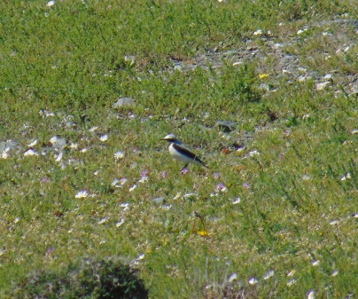 Northern Wheatear