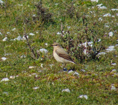 Northern Wheatear