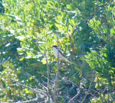 Woodchat Shrike