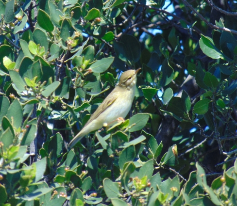 Ag. Dimitrios lagoon, Alonissos (Grecia)