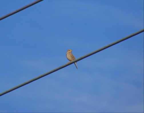 Corn Bunting