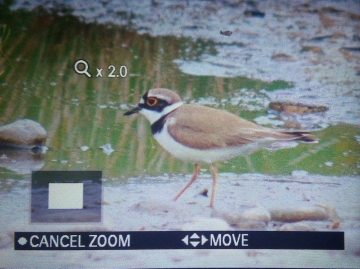 Little Ringed Plover