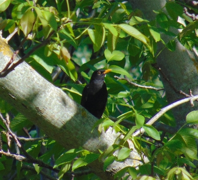 Eurasian Blackbird