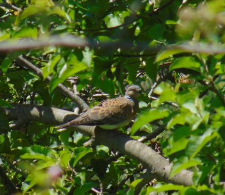 Tórtola europea