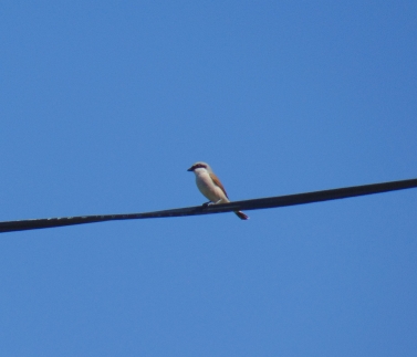 Red-backed Shrike