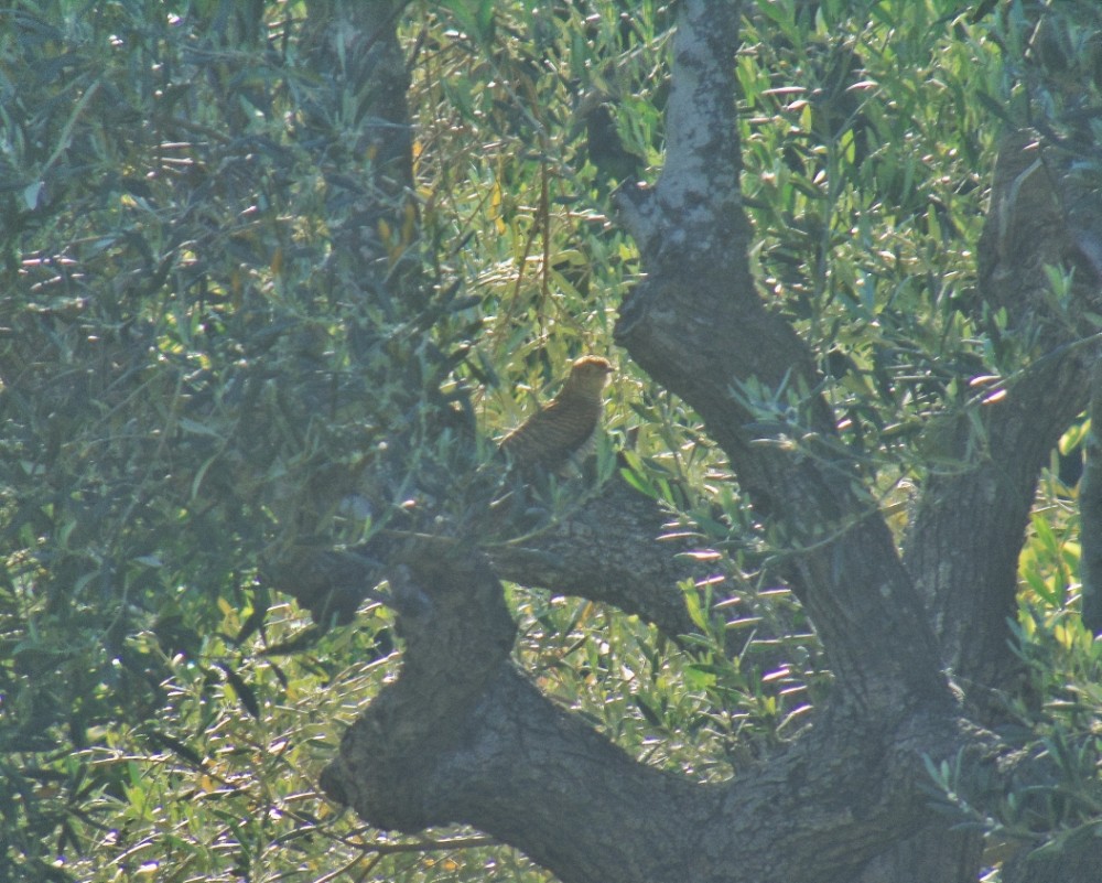 Common Cuckoo