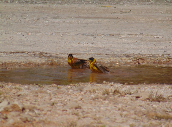 Black-headed Bunting