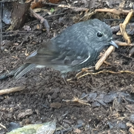 New Zealand Robin