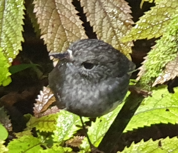 New Zealand Robin