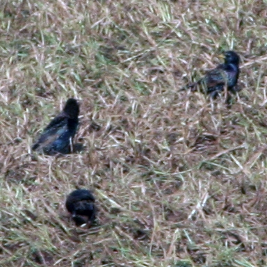 European Starling