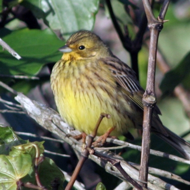 European Greenfinch