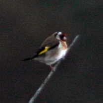 European Goldfinch