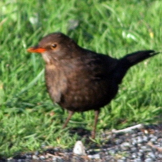 Eurasian Blackbird