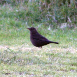 Eurasian Blackbird