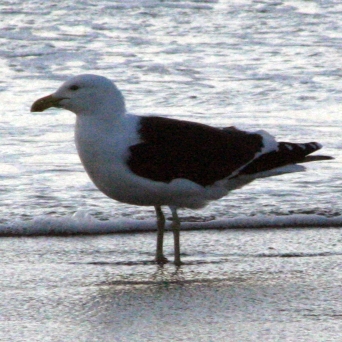 Goéland dominicain