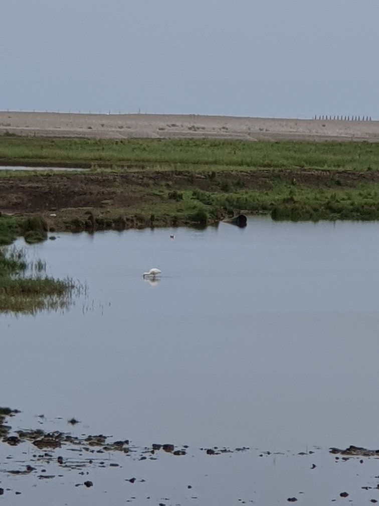 52.96,1.05 Norfolk Wildlife Trust Cley Marsh (United Kingdom)