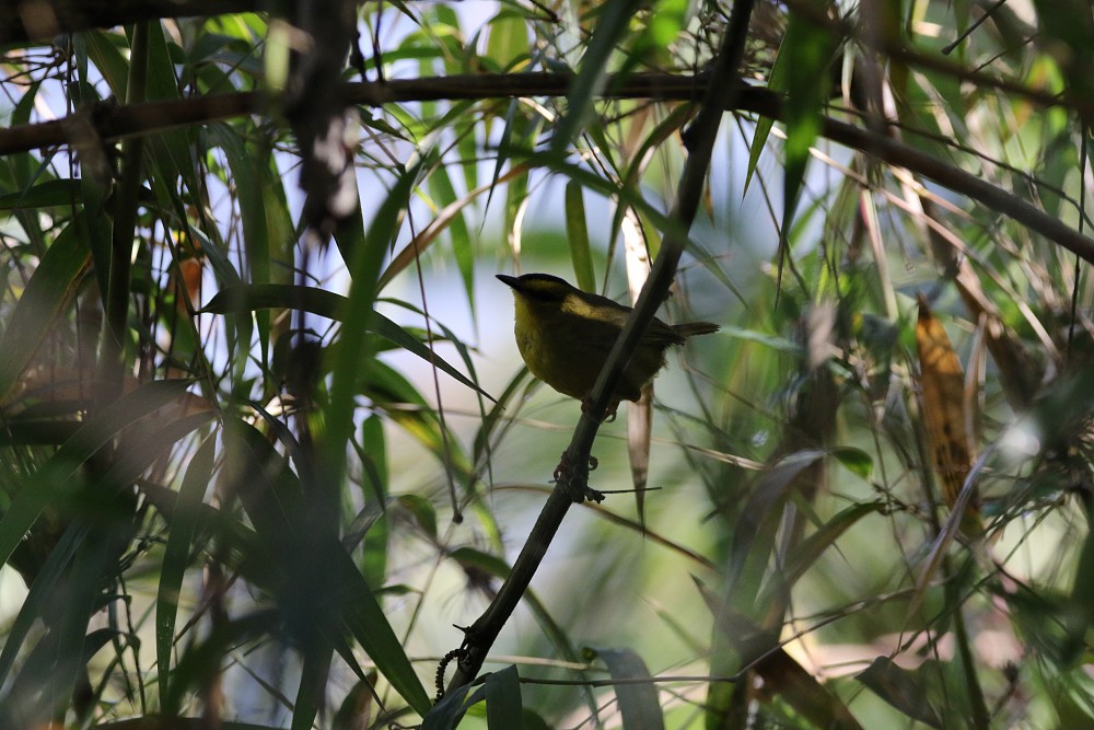 Pululahua (Ecuador)