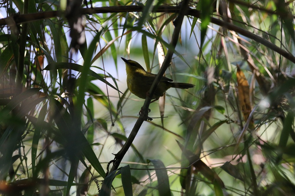 Pululahua (Ecuador)