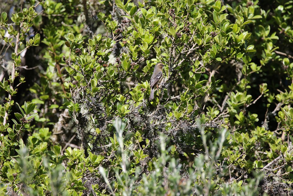 Pululahua (Ecuador)