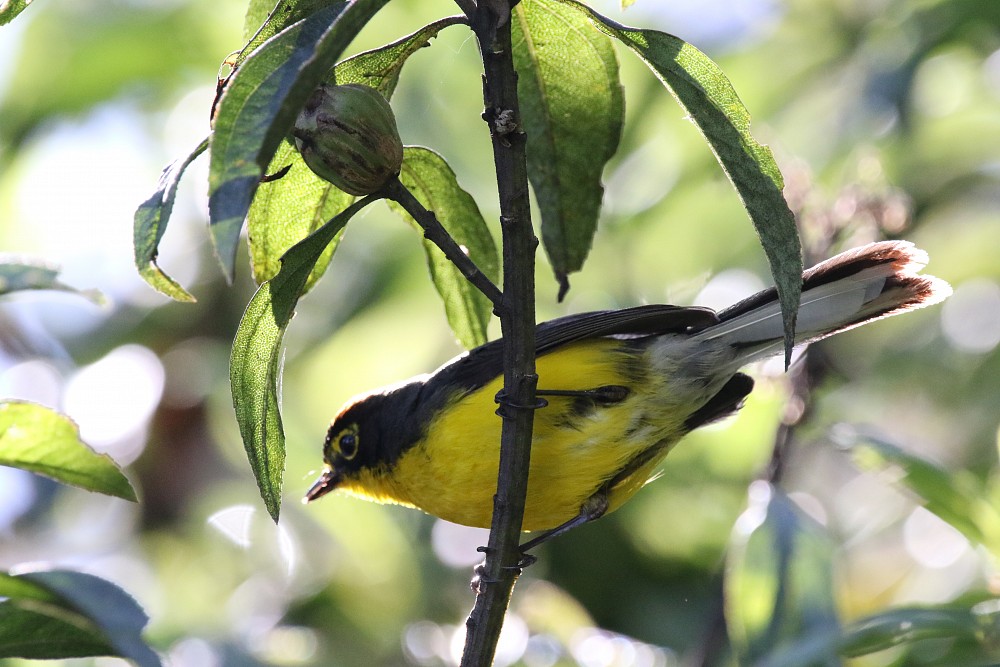 Spectacled Redstart