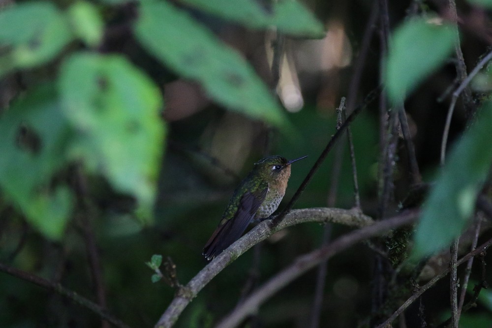 Pululahua (Equador)