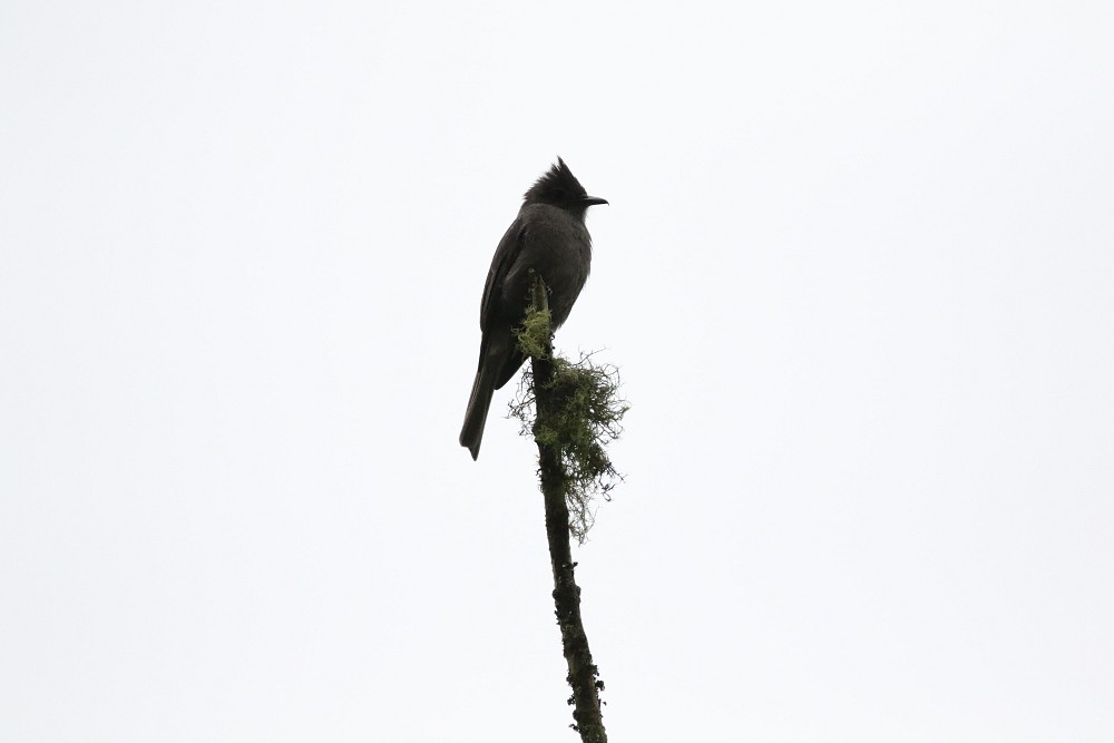 Pululahua (Ecuador)