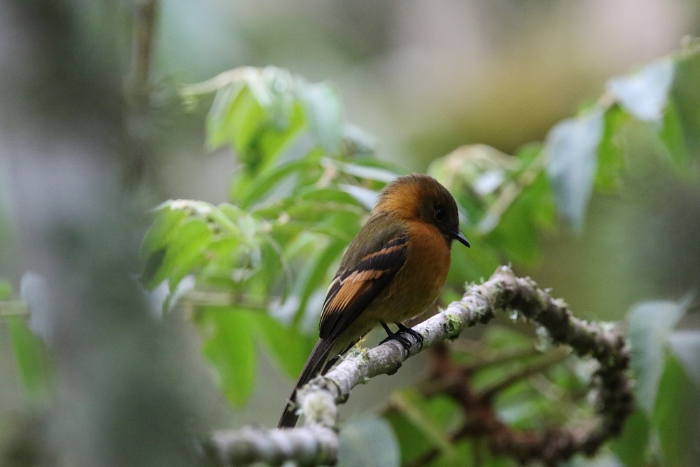 Cinnamon Flycatcher