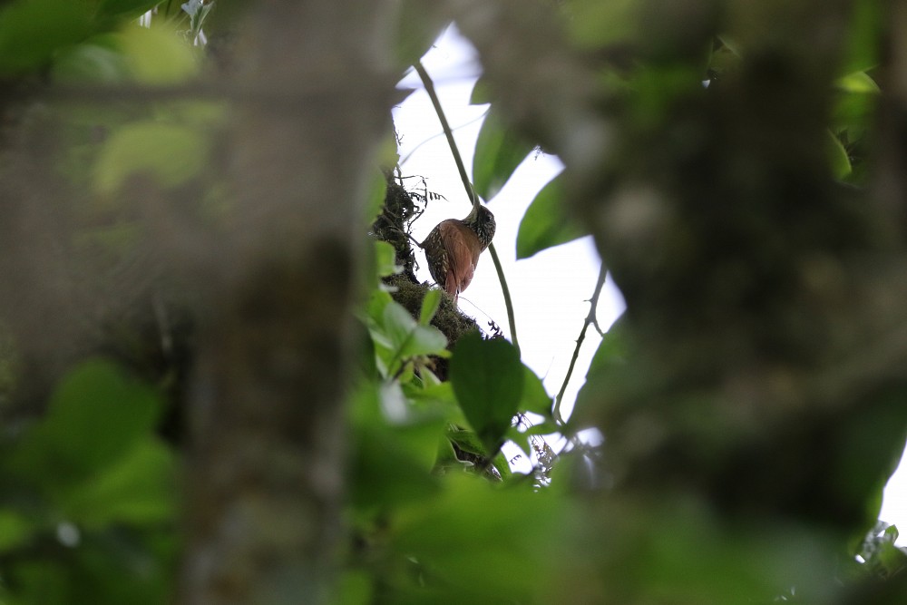 Pululahua (Ecuador)