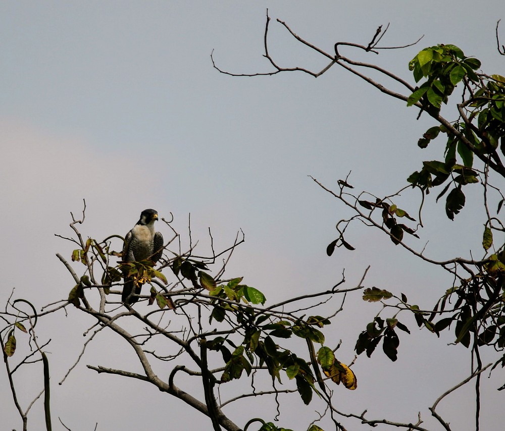 Peregrine Falcon