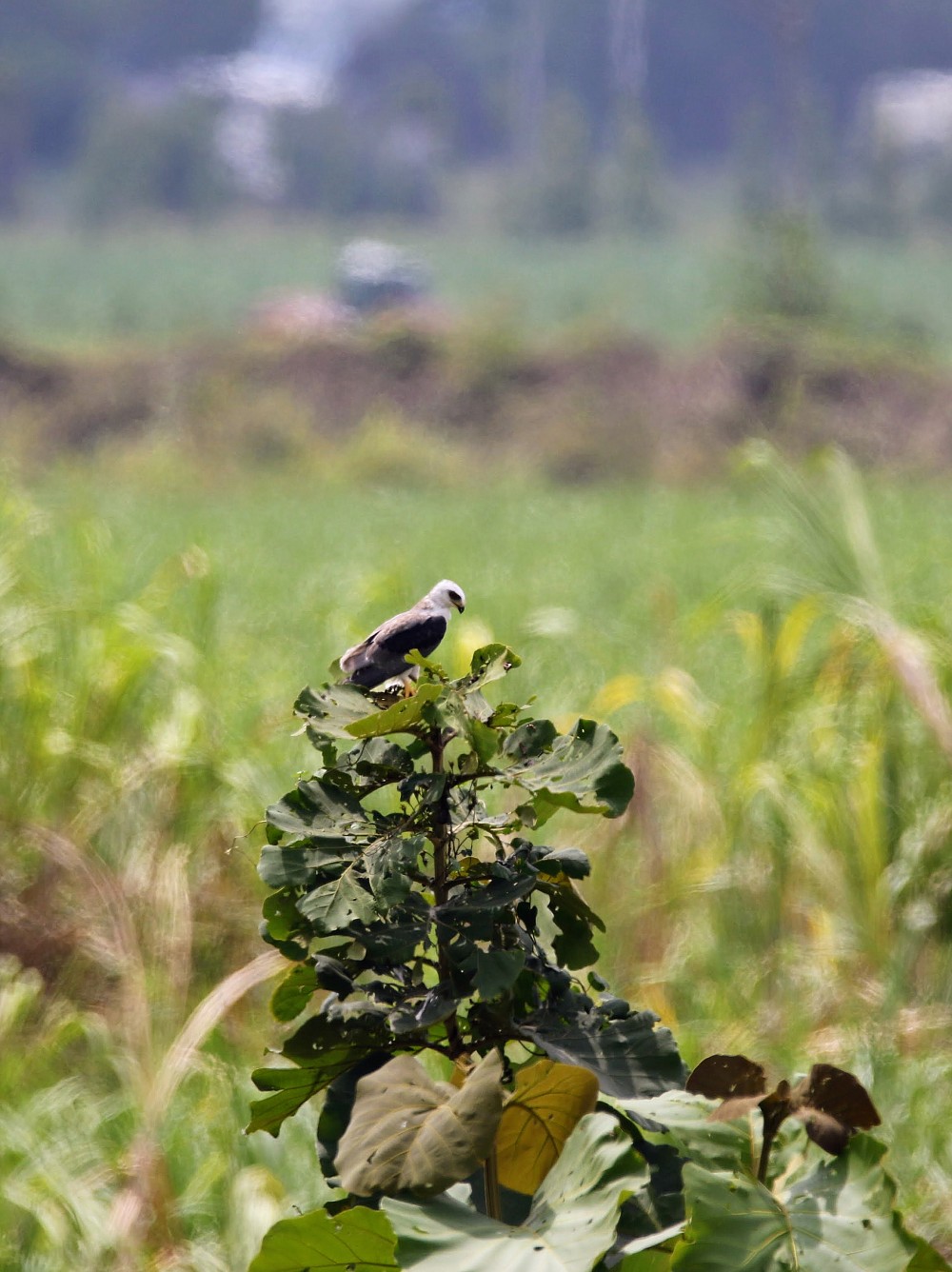 Puerto Inca (Ecuador)