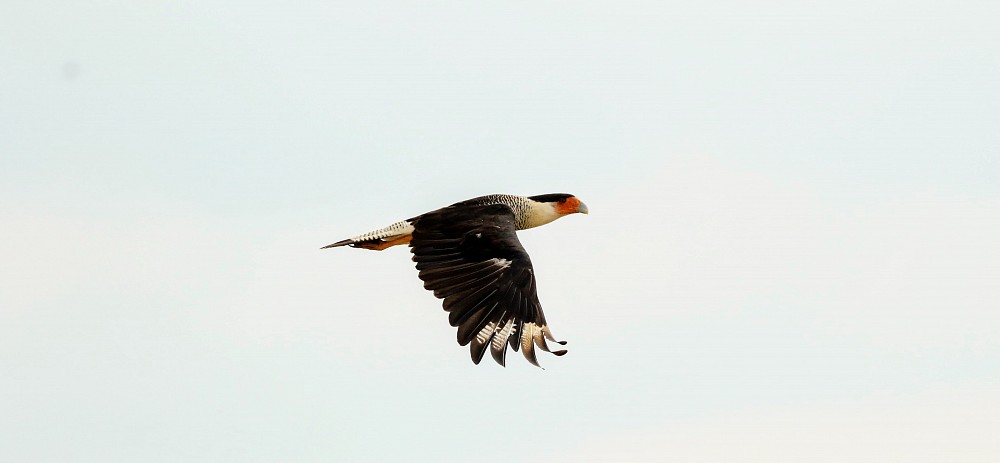 Caracara crestato