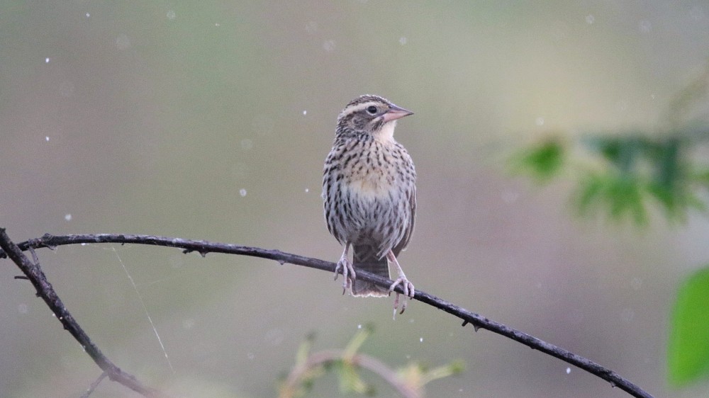 Puerto Inca (Ecuador)