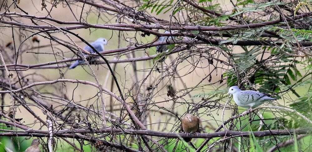 Puerto Inca (Ecuador)