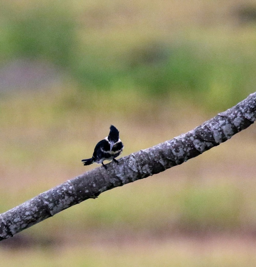 Puerto Inca (Ecuador)