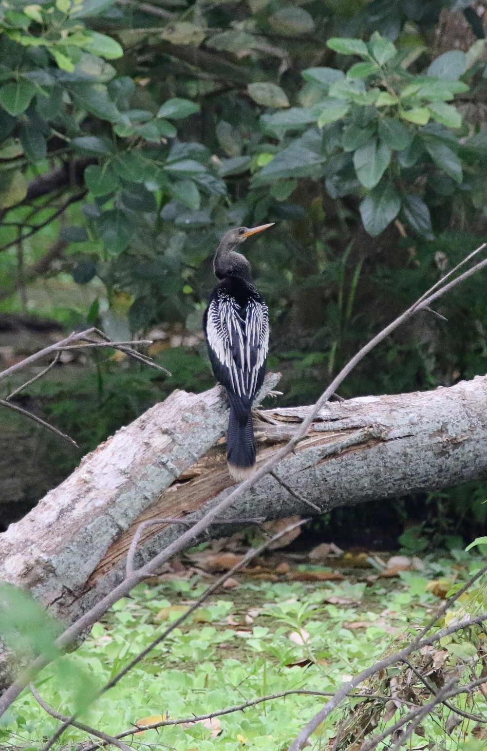 Biguatinga