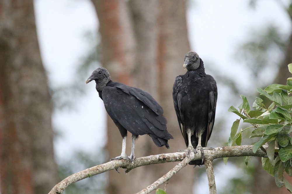 Puerto Inca (Ecuador)