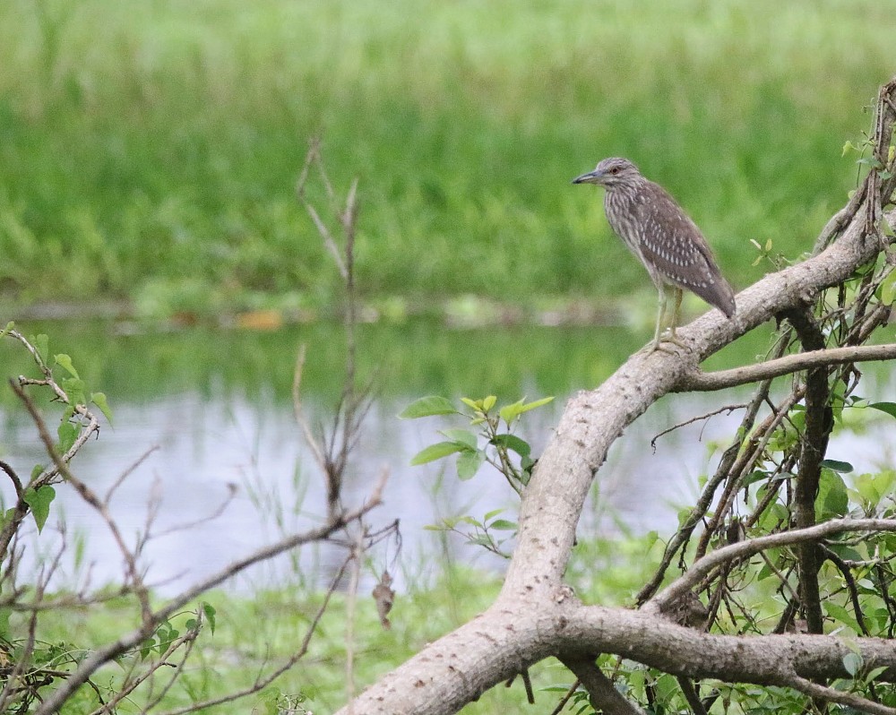 Puerto Inca (Ecuador)