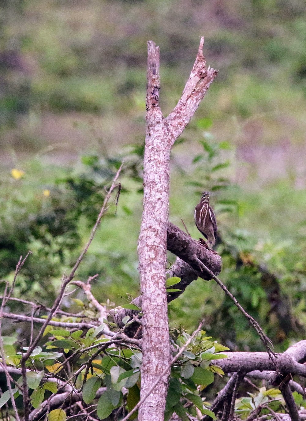 Puerto Inca (Equador)