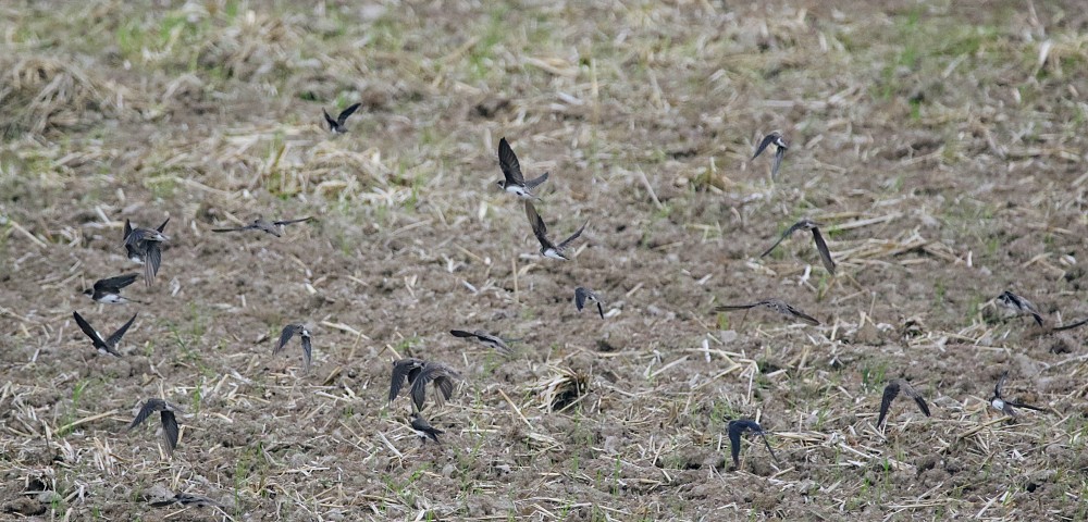 Puerto Inca (Ecuador)