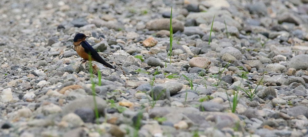 Puerto Inca (Ecuador)