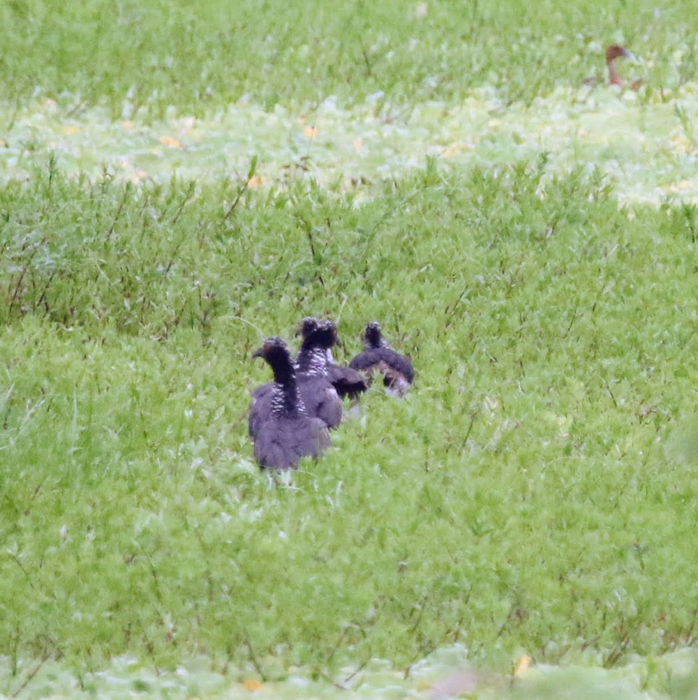 Hornwehrvogel