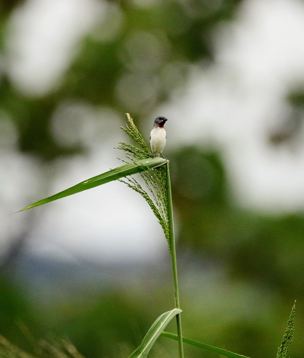 Chestnut-throated Seedeater